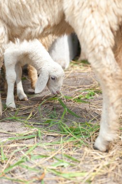 Kuru çim yeme bir çiftlik koyun