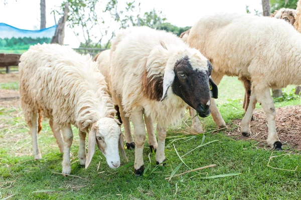 Pecore in una fattoria mangiare erba secca — Foto Stock