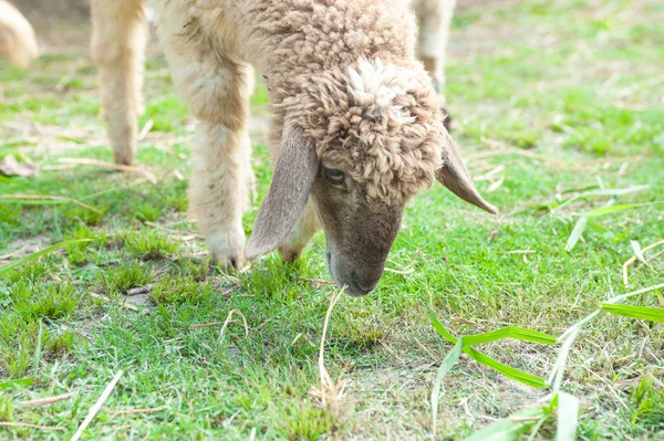 Schafe auf einem Bauernhof fressen trockenes Gras — Stockfoto