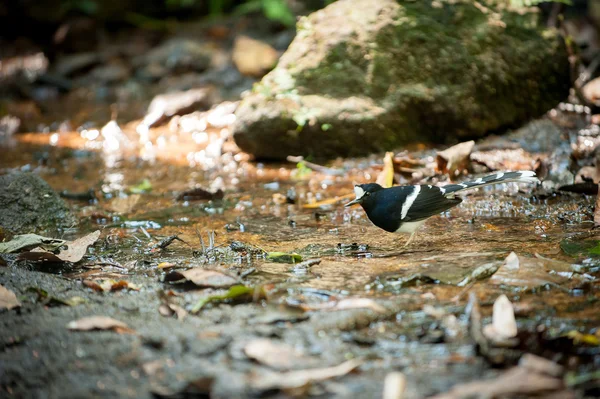 Wit-gekroond Forktail, mooie zwart-witte vogel — Stockfoto