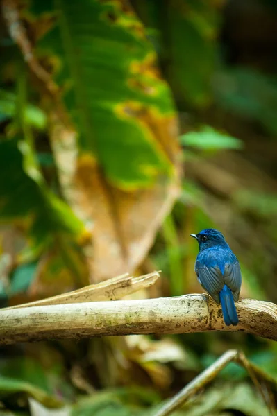Pássaro azul colorido, Niltava macgrigoriae — Fotografia de Stock