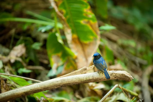 Pássaro azul colorido, Niltava macgrigoriae — Fotografia de Stock