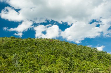 Ormandaki Nehri yakınında yeşil çim