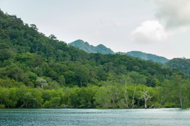 Kökleri ve dalları, mangrov orman Tayland