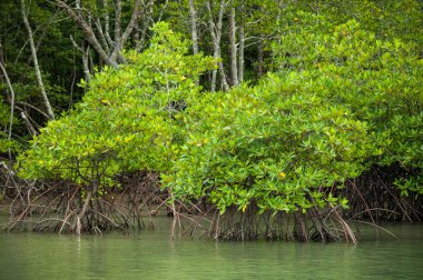 Kökleri ve dalları, mangrov orman Tayland