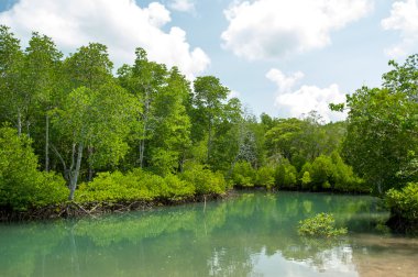 Kökleri ve dalları, mangrov orman Tayland