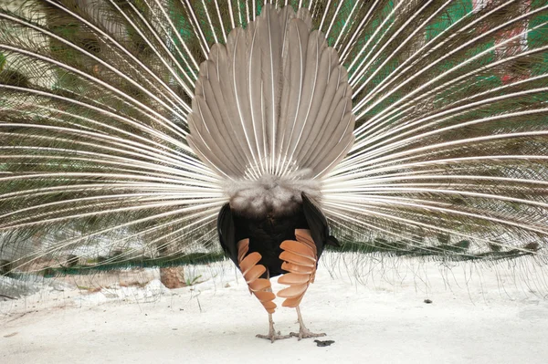 Um pavão com as suas penas abertas  . — Fotografia de Stock