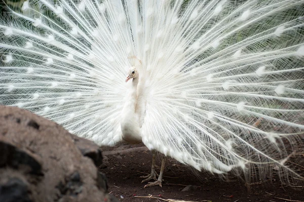 Pavão branco com bonito — Fotografia de Stock