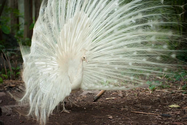 Pavão branco com beautifu — Fotografia de Stock