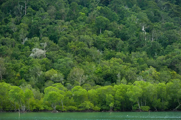 Raíces y ramas, bosque de manglares de Tailandia —  Fotos de Stock