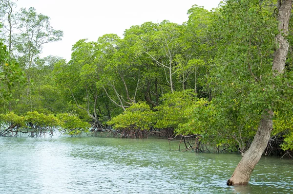 Raíces y ramas, bosque de manglares de Tailandia — Foto de Stock