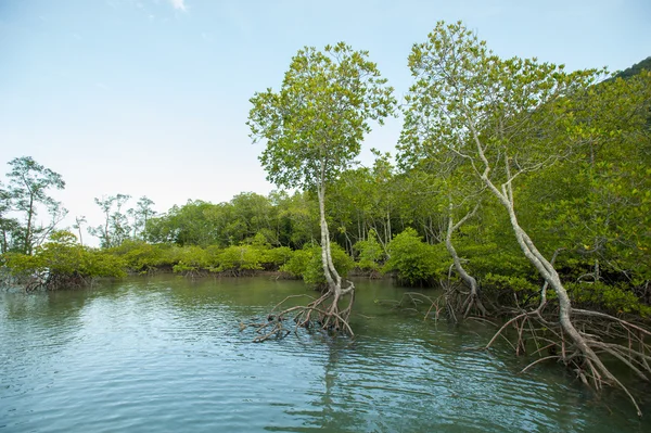 뿌리와 분 지, 맹그로브 숲의 태국 — 스톡 사진