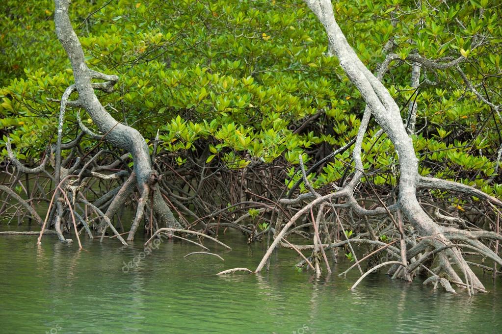 майнкрафт мангровое дерево #8