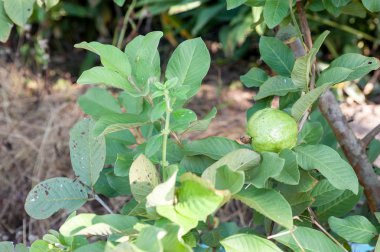  Guava meyve ağacına
