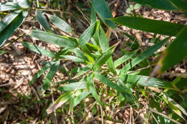 Seçici odak ile bambu sürgünleri
