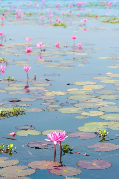 Lotus in de vijver — Stockfoto