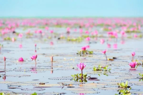 Lótus na lagoa — Fotografia de Stock