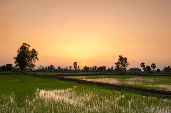 Puesta de sol en el campo de arroz, Tailandia — Foto de Stock