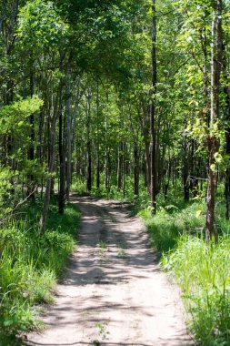 Orman (yaprak döken dipterocarp forest Road)