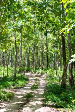 Orman (yaprak döken dipterocarp forest Road)