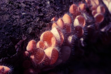 yağmur ormanlarında şampanya mantar.