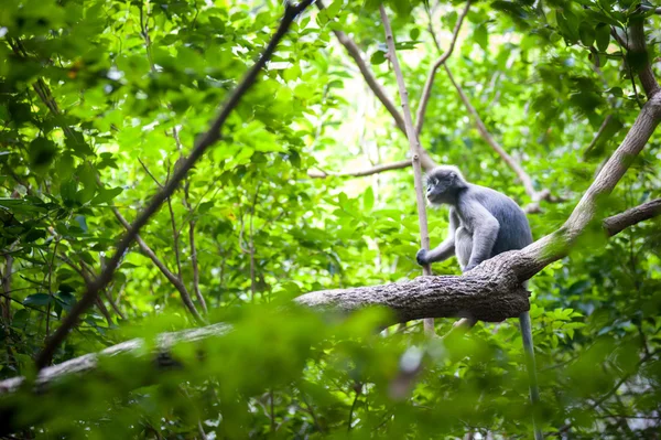 Mono de hoja oscura en el árbol — Foto de Stock