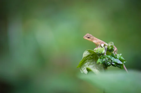 Gila macro en Tailandia — Foto de Stock