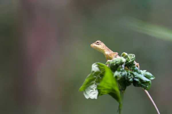 Gila macro en Tailandia —  Fotos de Stock