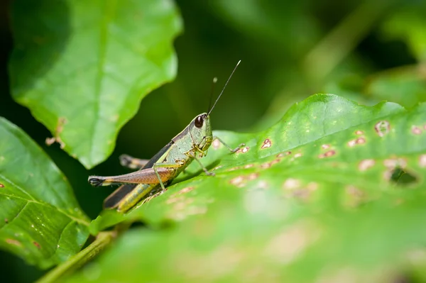 Grasshopper on leaf — Stock Photo, Image