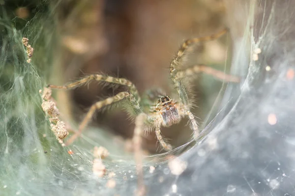 Spinne hautnah in ihrem Loch — Stockfoto