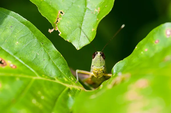 Çekirge yaprağı üzerinde
