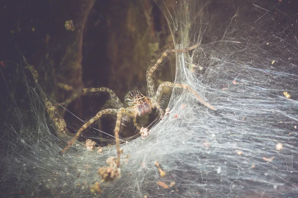 Αράχνη κοντά στην τρύπα της — Φωτογραφία Αρχείου