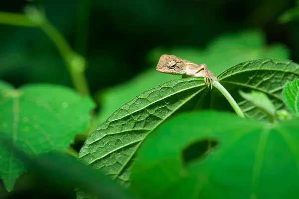 Gila macro in rain forest Thailand — Stock Photo, Image