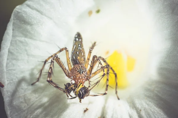 Örümcek yakın çekim — Stok fotoğraf