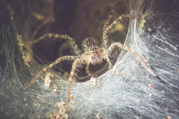 Örümcek onun delik kadar yakın — Stok fotoğraf