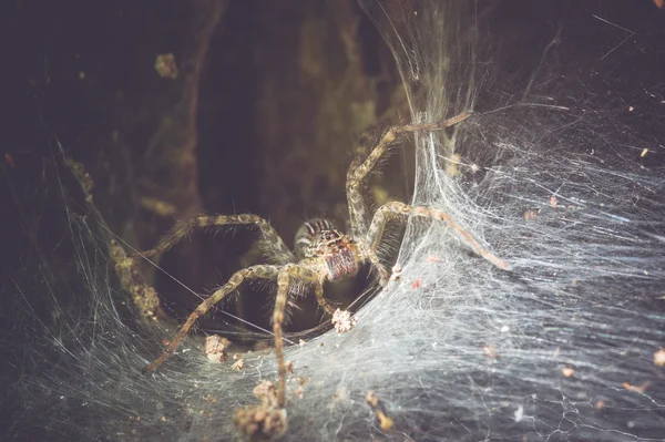Pavouk zblízka do jeho díry — Stock fotografie