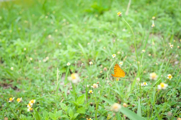 Fondo del campo de flores — Foto de Stock