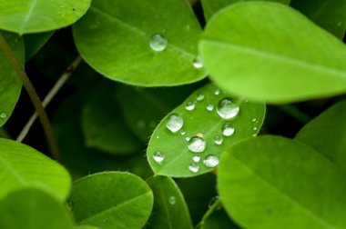 Su damlaları ile güzel yeşil yaprak