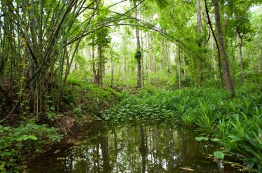 Yağmur ormanı, yaz görünümünde