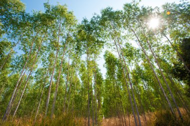 Okaliptüs ormanı park