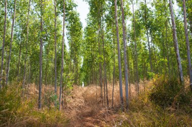 Okaliptüs ormanı park