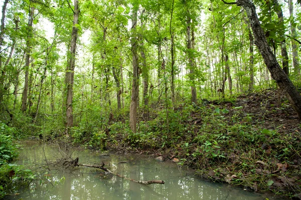 Bosque lluvioso, vista en verano —  Fotos de Stock