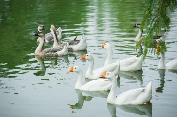 Goose farm of swiming white domestic geese in a pond — Stock Photo, Image