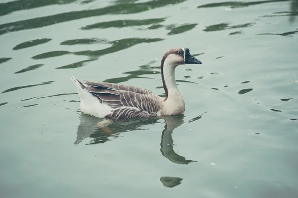 Goose farm of swiming white domestic geese in a pond — Stock Photo, Image