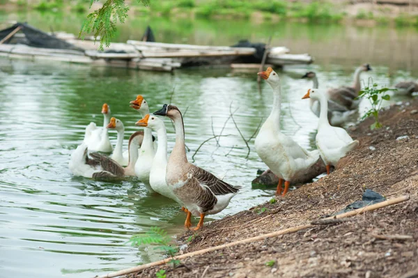 Goose farm of swiming white domestic geese in a pond — Stock Photo, Image