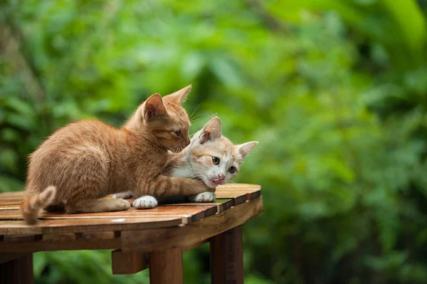 Young cat on the chair