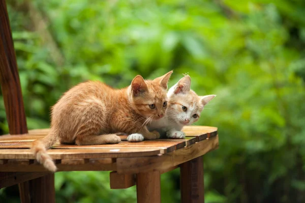 Sandalyedeki genç kedi