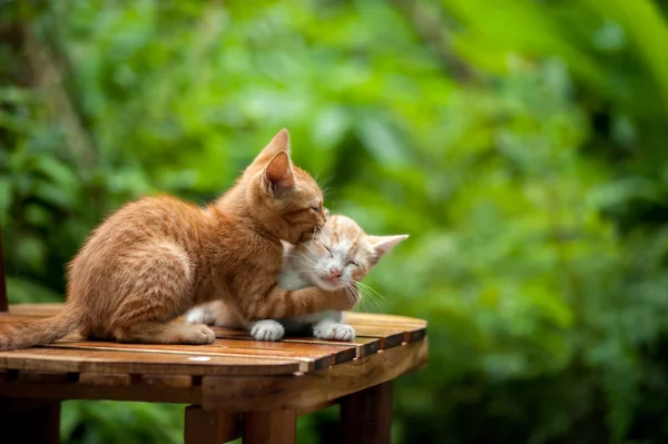 Ung katt på stolen — Stockfoto