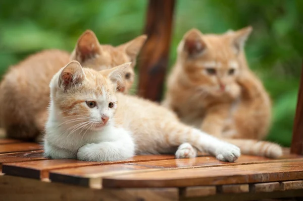 Sandalyedeki genç kedi