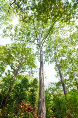 Okaliptüs ormanı park